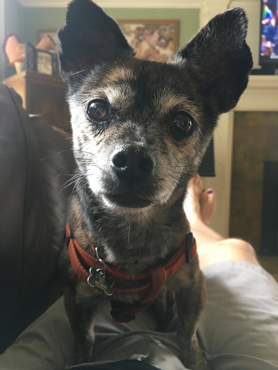 Ron Blessinger (@violinron) on Twitter photo 