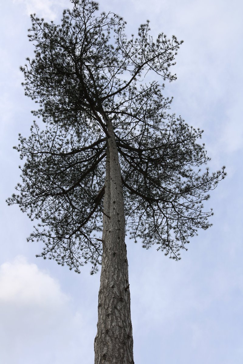 Drphc's tweet photo. i know, i need to top up the photo collection, but some trees rarely change. A syybound classic from @daylesford. Just right for a #tuesdaytree @lincarruthers @helms1878 @CarruthersMeg @fayethomas20 @JustTwinsane @shenry72 @ThorntonRigg1 @whhrigg @swturn3r @cb_vanessa https://t.co/do4pBLekM0