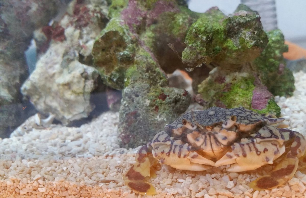 河童丸 黒い砂漠 うちのアミメキンセンガニとホンヤドカリを見て W 可愛さの極み 河童丸 黒い砂漠 うちのアミメキンセンガニとホンヤドカリを見て W 可愛さの極み