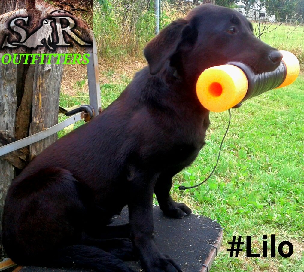 RyanCom45342240's tweet photo. Lilo is coming along. 
.
#lightsout #SnROutfitters #skregear #gundogs #duckdog #goosedog #labradorretriever #sportdog #thatdogwill #ExtremeDogFuel https://t.co/5WQWY1txSe