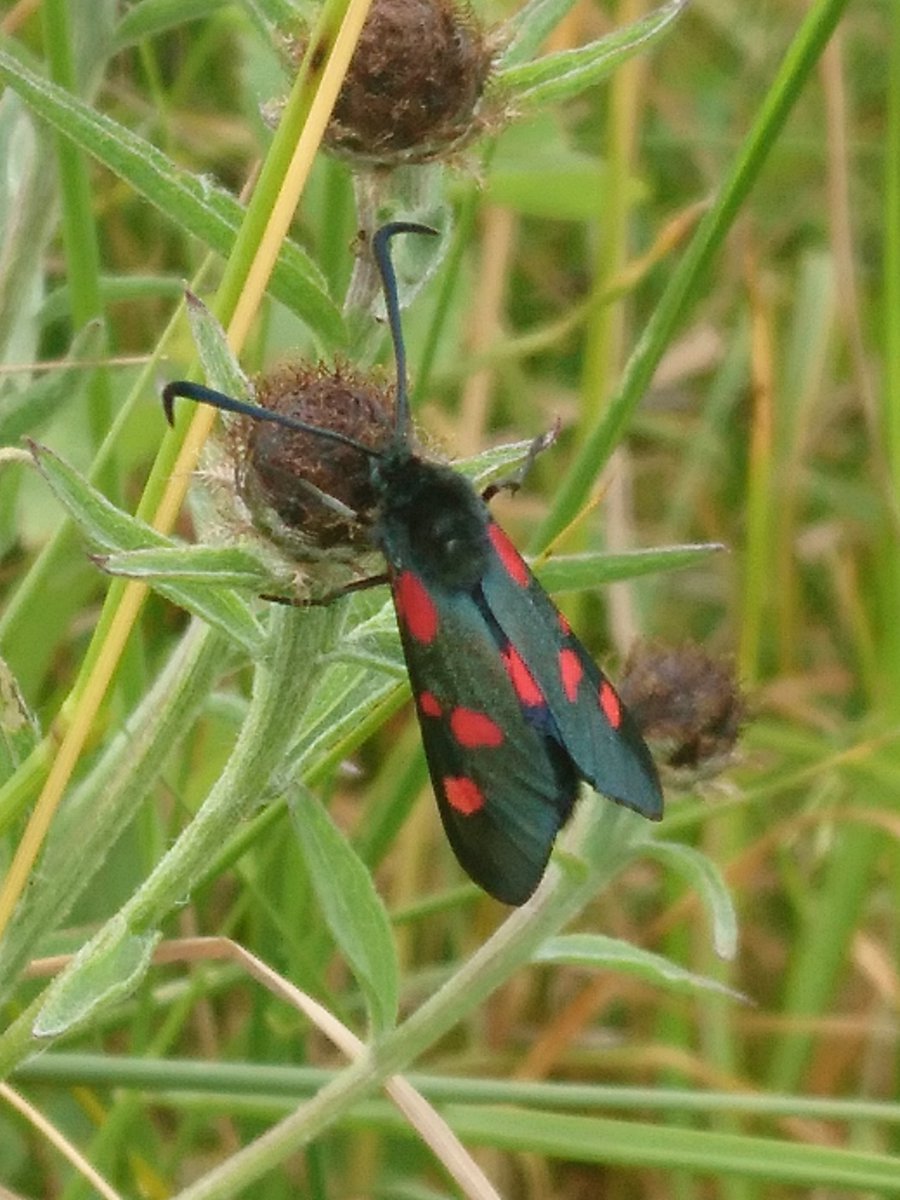 amygresham48's tweet photo. Day 19 #30dayswild it's #NationalInsectWeek and what better time to spot one of these beautiful six spot burnet #moths! This one was flitting between knapweed and hogweed plants near a ditch @30DaysWild #ActsofWildness #staywild https://t.co/8PvYYCnk54
