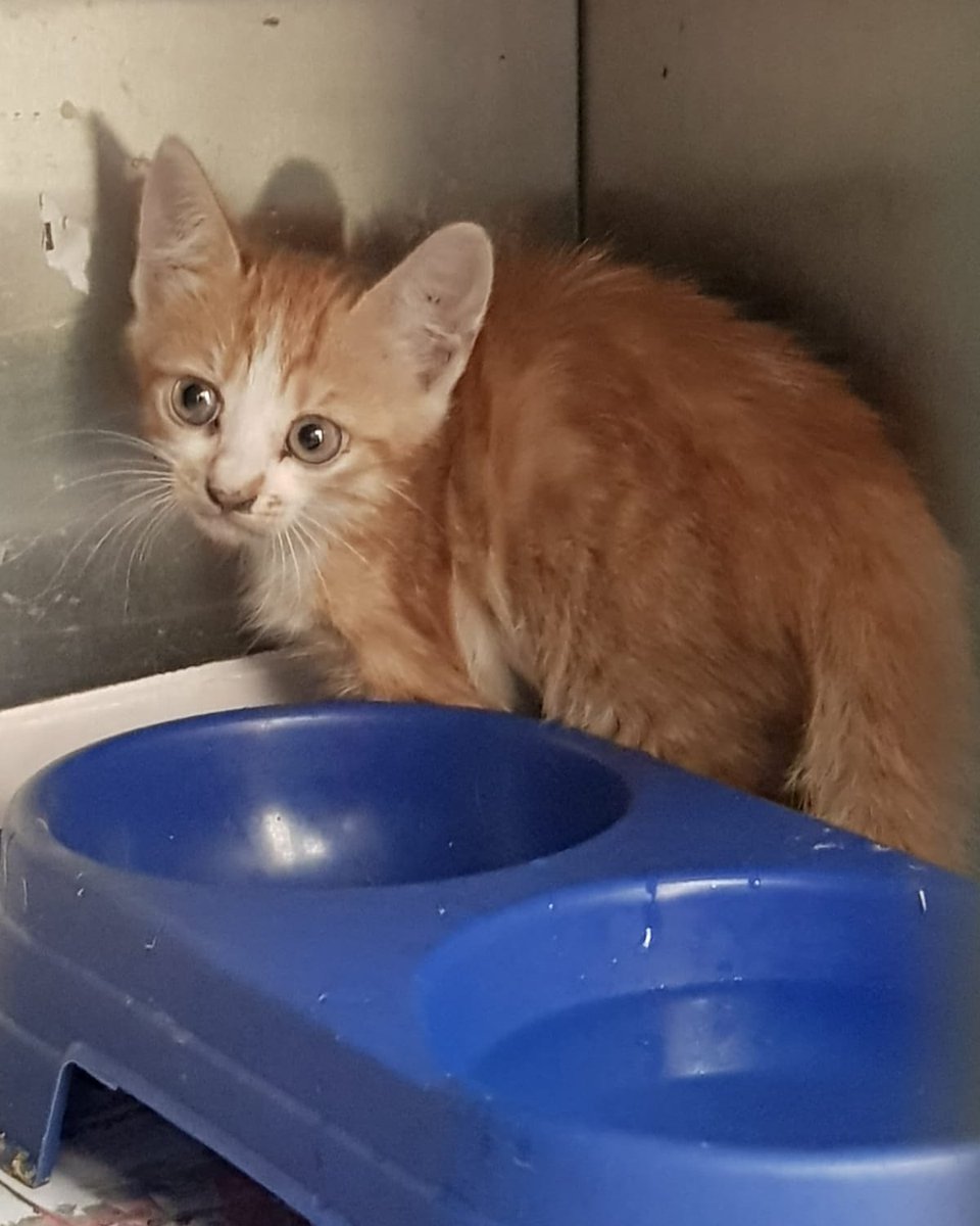 GUZEL KİZİL ANGORA MİNİK "110" BİRAZ ONCE İTFAİYE TARAFİNDAN ARAÇ MOTORUNDAN CİKARİLDİ ÖMÜRLÜK YUVASİNİ ARİYOR-0 505 393 72 17