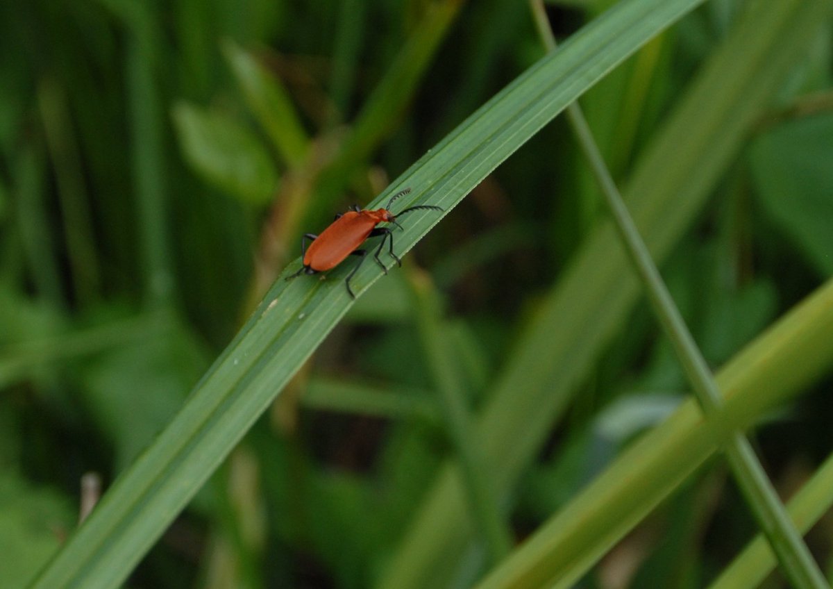 Hoveton_Broad's tweet photo. As well as flowers and ferns unfeeling...saw quite a lot of these out in the sunshine too #insects #bugs #sunbathers
If #invertebrates are your thing then we have more than our fare share! Come & see our lovely #bugbuddies
@WildlifeMag @SupportNWT @LIFEprogramme https://t.co/kkXfCBnPOH
