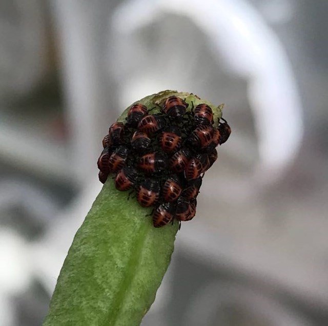 Baby stink bugs will just want to eat your lunch so let's keep them out <a href="/MPI_NZ/">Ministry for Primary Industries</a> @HorticultureNZ #biosecurity <a href="/B3Director/">former B3 Director</a> <a href="/plantandfood/">Plant & Food Research</a>