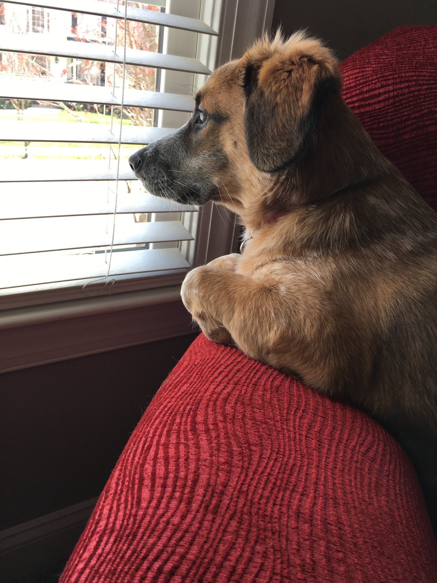 AshleyDDean92's tweet photo. Can it cool off now?  Millie misses her walks!
5 second rule - Test the pavement for your pet's paws: https://t.co/zfR5zVD6Nr https://t.co/yKHyxIjMrv
