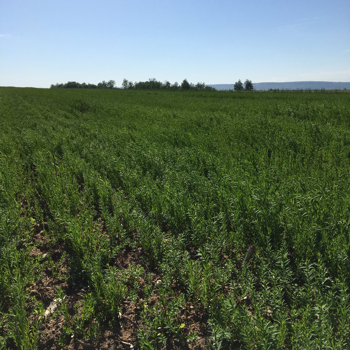 TapRoot Fibre Lab tweet media