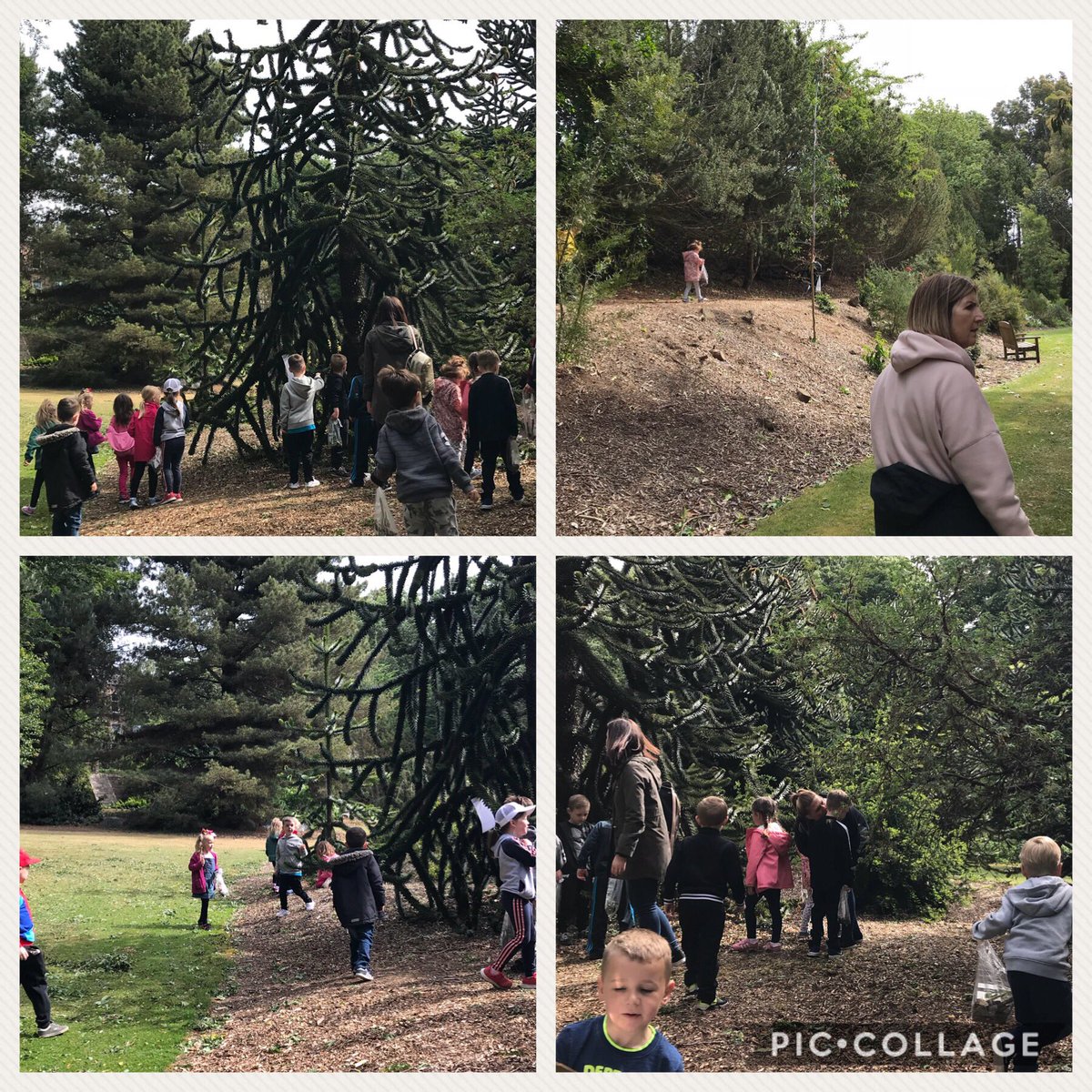 MrsIngram88's tweet photo. We went on a tree hunt and collected materials while having a good look around. We found the Monkey Puzzle Tree and we hunted for Eucalyptus as well but couldn’t find it! https://t.co/CeBDig2XDy