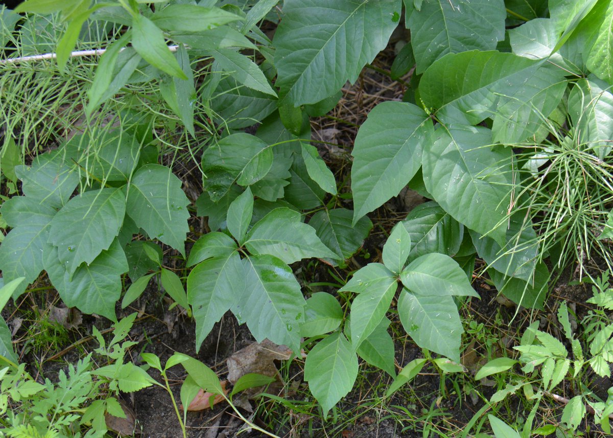 Naturedigger's tweet photo. Hidden among these "typical" poison ivy plants are several with 5 leaflets. It's rare, but it happens! Check out our free iOS app "Rash Plants" for 600+ pics of poison ivy, oak &amp; sumac as well as rash &amp; remedy info! #PoisonIvy #rashplants #nature #hiking @cnn #iosapps https://t.co/FNdClim26a