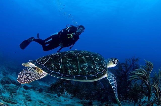 SDIdivers's tweet photo. Who's ready for more #turtlejokes for #turtletuesday Ready or not here they come! π· @ser.uwp
#TurtleTuesday #turtletime #turtle #turtlepower #SDIdivers #scubalife #scubadiving #scubalifestyle #scubadiver #scuba #scubadive #scubalife #scubasquad #scu⦠https://t.co/BJWOeOxZon https://t.co/YECgCAWULt