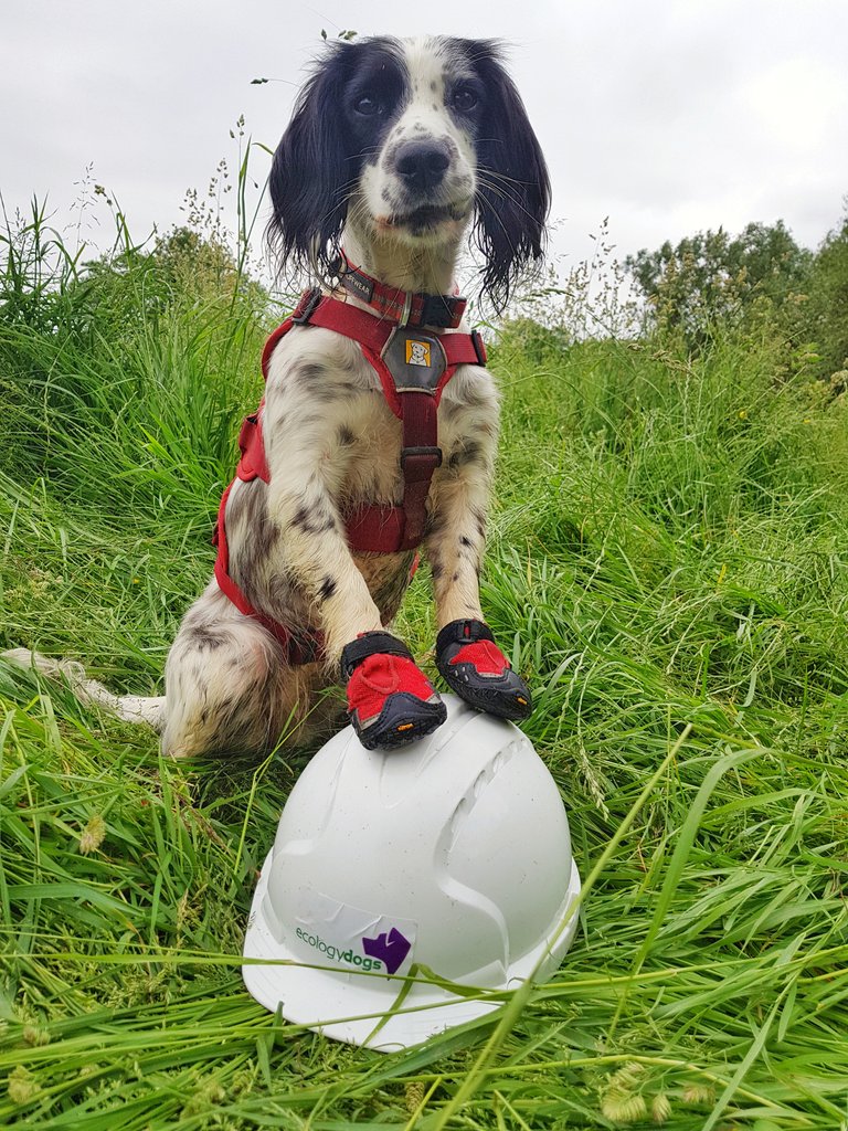 It's #WaterVoleDetectionDog Lola's 3rd Birthday today! She has enjoyed  a day off at home, back to work tomorrow!