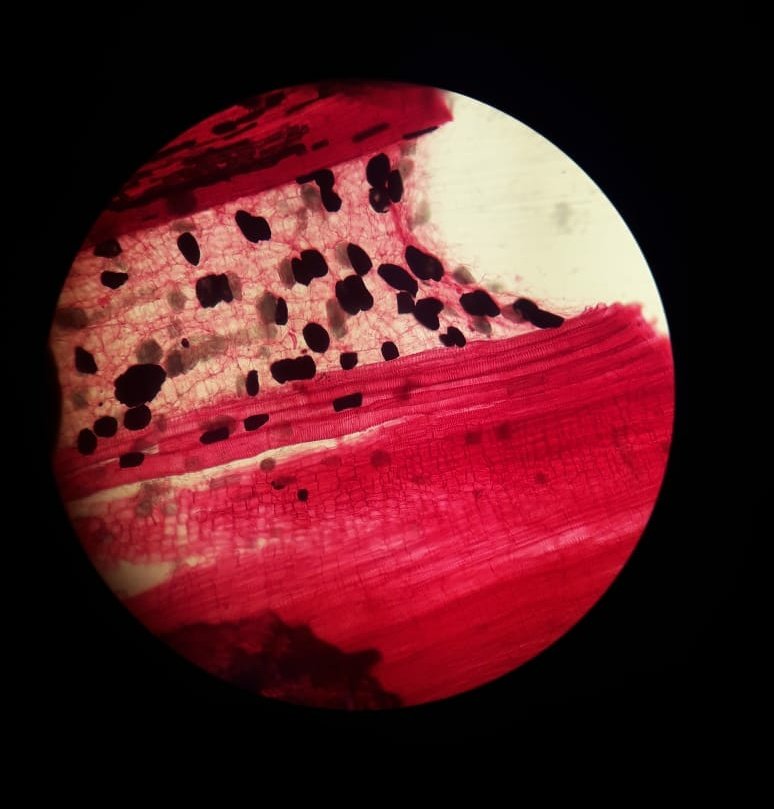 LectorEnMordor's tweet photo. 🔬 https://t.co/k8mscf6HL4