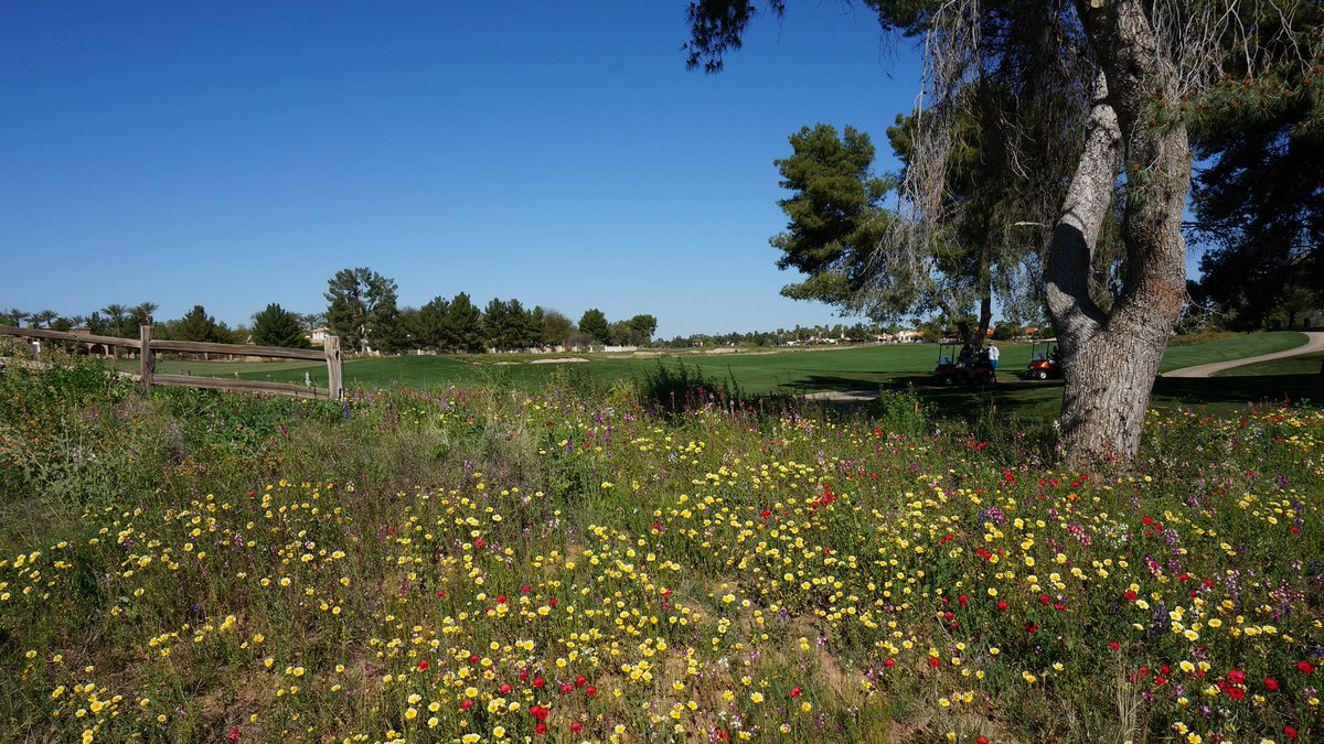 Pollinator plots help control #turf pests by encouraging beneficial insects. 🐝 Learn how #OperationPollinator supports golf course management. ow.ly/MZsa30kuMN4 @SeedWorldMag