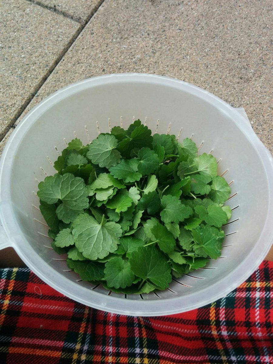 demonicporridge's tweet image. Just finished picking ground-ivy 
(dt. Gundermann)🍀🍀🍀 :D

It's a great seasoning and works well with salads, soups, drinks ect^^

Helps with badly healing wounds,
is an expectorant, anti-inflammatory and boosts the metabolism👍

#HerbWitch #kräuterhexe #pagan #Heilkräuter