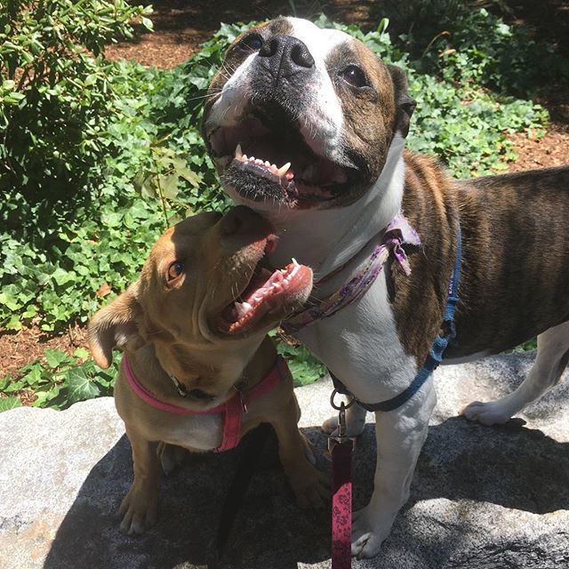 theurbanhound's tweet image. Karen, helping teach baby Rosie how to "dog" on their daily walks. 😍
·
·
·
#theurbanhoundhotel #urbanhound #dogsofthesouthend #dogsofboston #theurbanhound #southenddogs #bostondogs #bostondogtrainer #bostondogwalker #bostondoggroomer #bostondogtraini… ift.tt/2JX1SWc