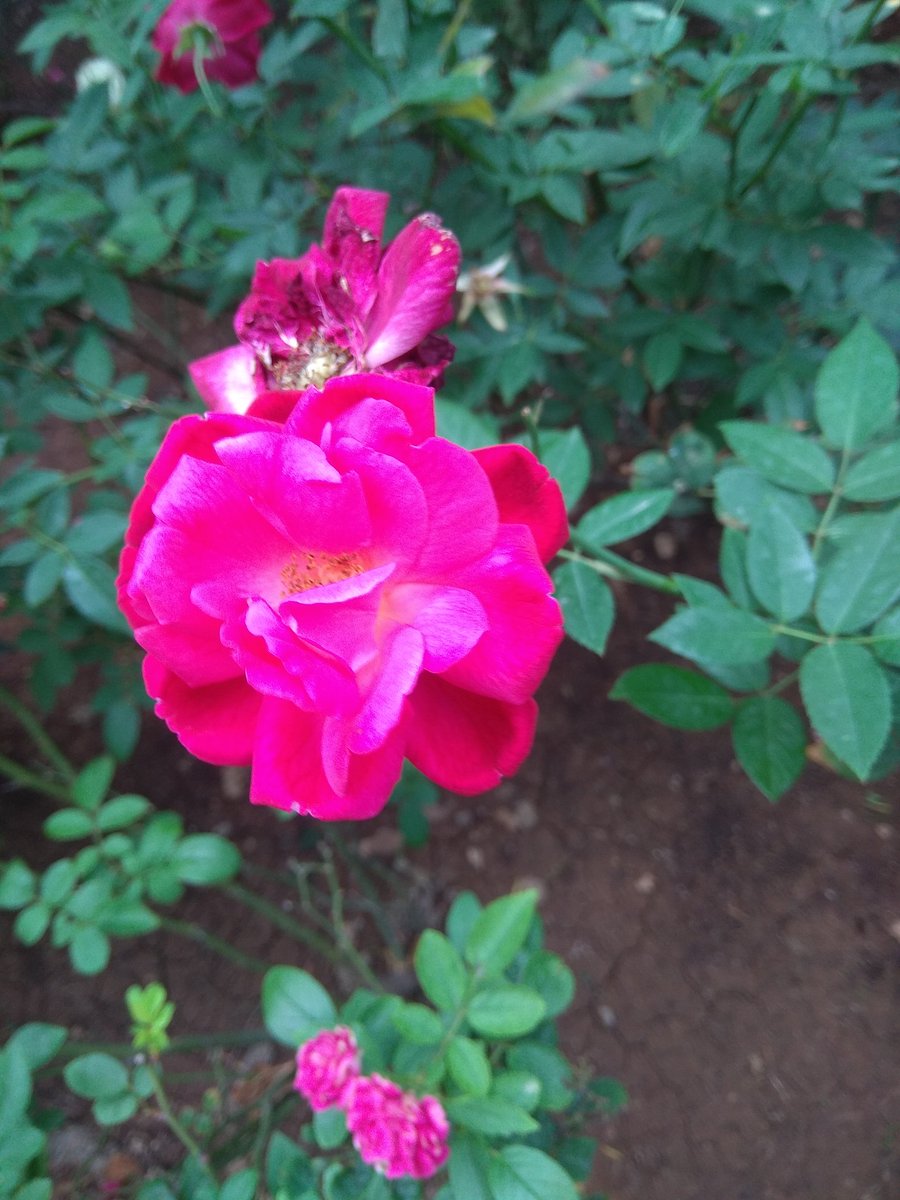 Thrive_Green's tweet photo. #beatplasticpollution #naturephotography #flowerphotography #savenature #savetrees #moreoxygenplease #planetfitness #humanity #beingnatural #thrivegreen #nurturebynature #pink
#thrivegreen #plantbased #alberteinstein #worldenvironmentday #environmentalscience #rose #unenvironment https://t.co/Z8xc1sAJcy