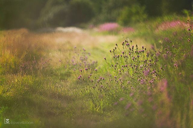 lowcarbvistas's tweet photo. Soft and dreamy wildflowers Knapweed 3⠀
⠀
#floralphotography ⠀
#flowerPhotographs #RosieNixon #Scottishartist #scotland ⠀
⠀
#florals #flowers #flowerstagram #flowersofinstagram #macro_moves #flowerstalking #flowerpower #flowerphotography #flowers… https://t.co/HeBrVNVkcO https://t.co/m2DvNmZuXT