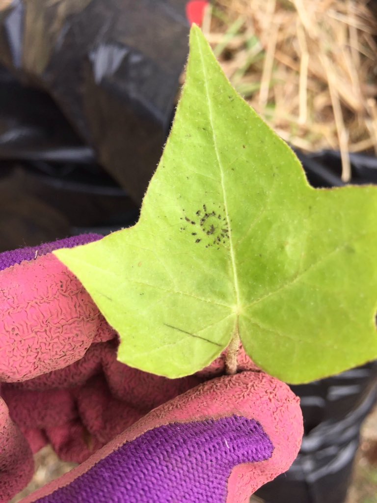 arroyo_wanderer's tweet image. Patterns are visible all around us in nature. What do you see? #GeometryInNature