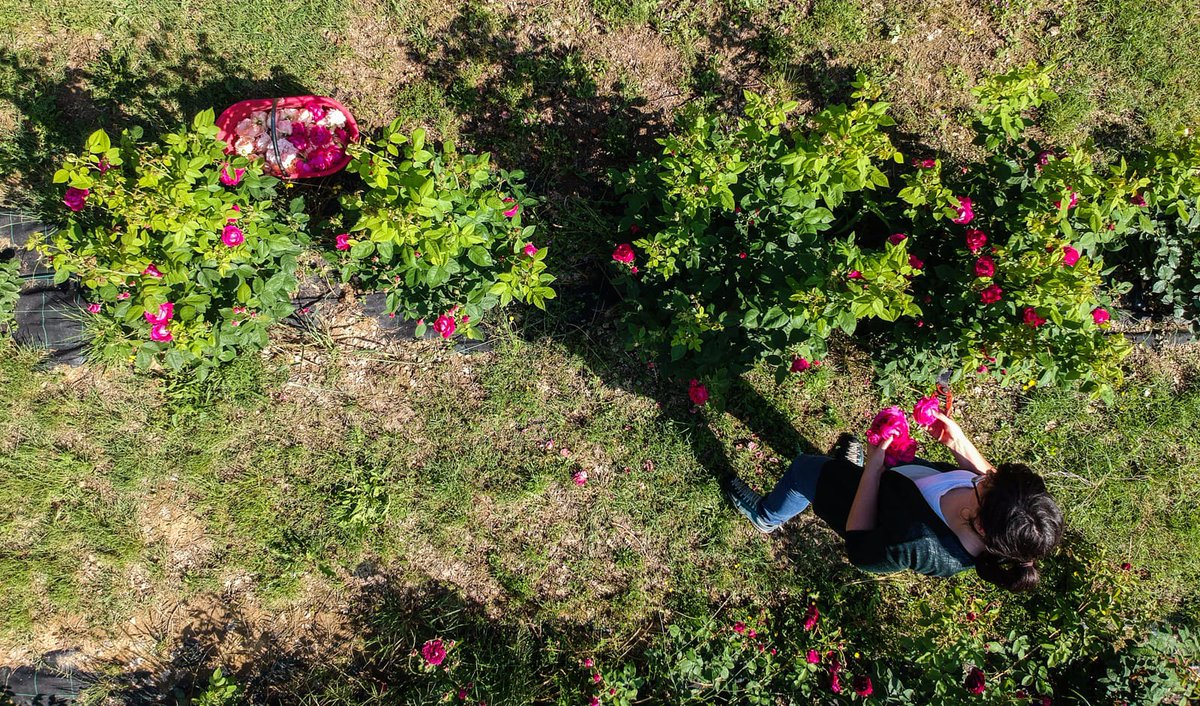 UnPetitParadis's tweet photo. We love it! 🌹🌷💐 @aziendagricolaberlenga
#italy #umbria #umbrien #incoming #bicycle  #flowers #roses #Perugia #Assisi #Castiglionedellavalle #tourism #nature #spring #sunny #spa #travel #country #green #relax #love #loveumbria #madewithlove #madeinumbria #2K18 #unpetitparadis https://t.co/RBRDcqhQK9