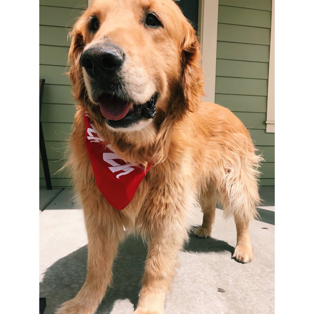 faaa666ot's tweet photo. bring your dog to work day #mybiofirepet #biofiredx https://t.co/E9dvDFngH5