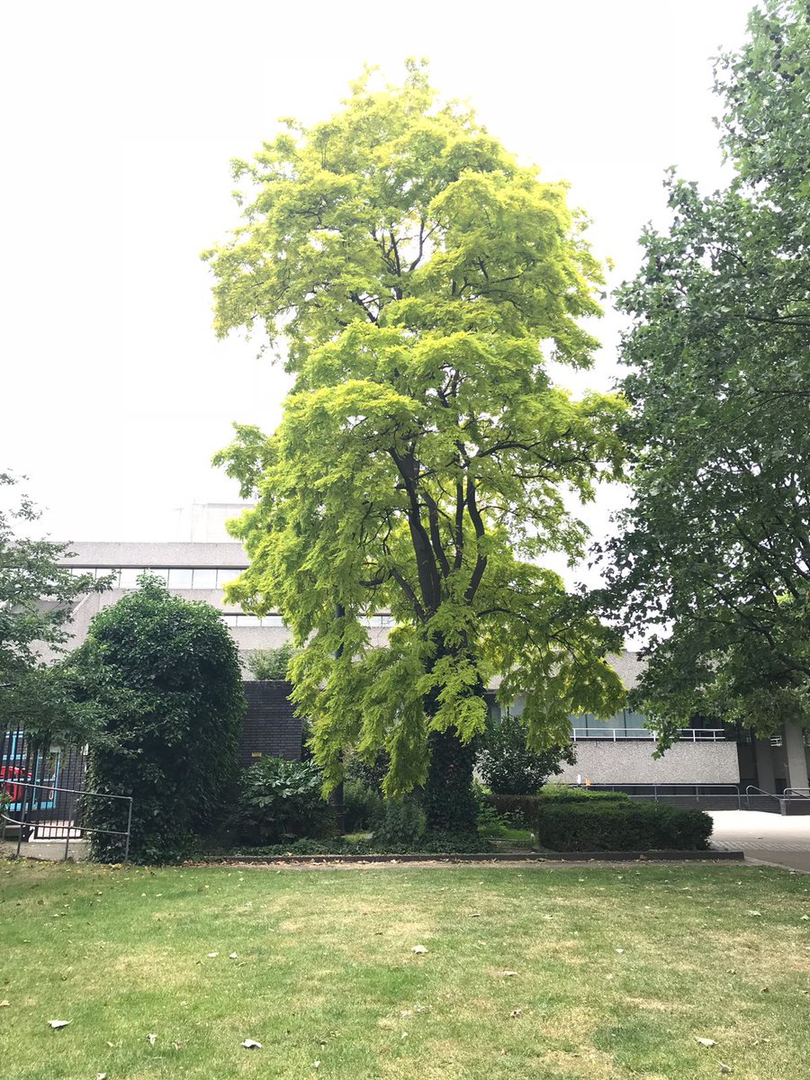 LadyCWT's tweet photo. Late entry from Hannah who is not a twit (debatable) . Taken at the South Bank for #Tuesdaytree @Drphc @CarruthersMeg @lincarruthers https://t.co/DMxueaqZWQ