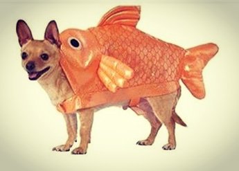 snoepza's tweet photo. https://t.co/rXtuPRfD5D @GoldFishLive #pretoriabotanicalgardens @Oasis_Events @GrandAfrica @ImpiEvents #outfitsorted #epicgoldfishlive https://t.co/Tq4ZYJ0PQh