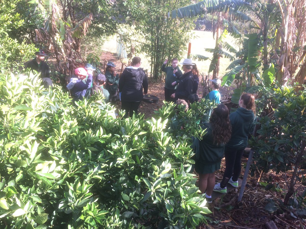 Dawe4Peter's tweet photo. The #broccoli and other #veg are loving this rain at #WarrawongPS where #safe #respectful & #responsible #learners thrive just like the #plants @RBGSydney @NSWEducation #youthcommunitygreening @pettitt_phil @BrendenMoore29 https://t.co/EYZBWsPdRc