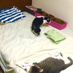 ねこの区画整理にもってこい!ベッドを占領されてお困りのあなたにぜひおススメです!