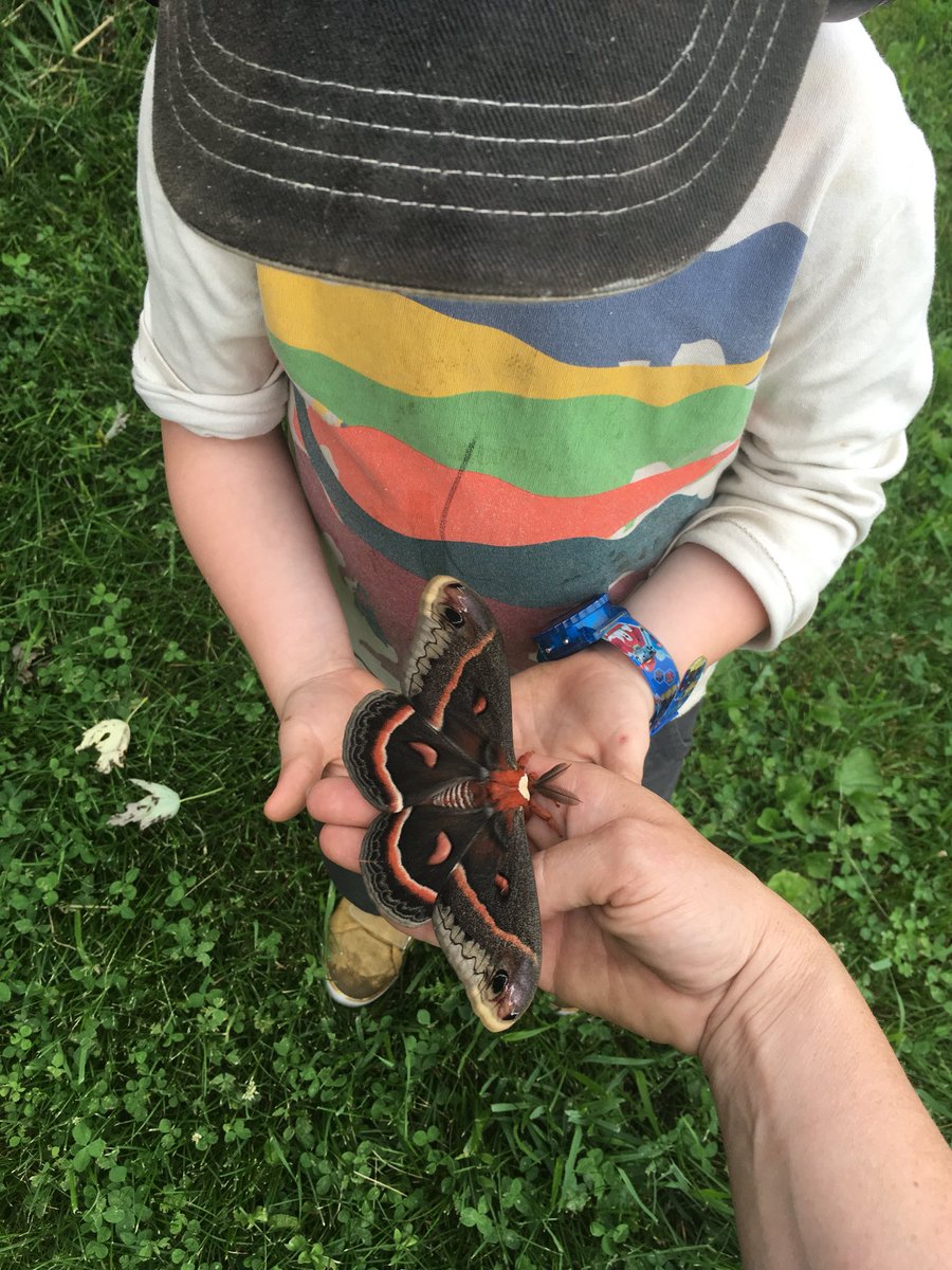 KellyRenner's tweet image. #insectweek #wibugs #kiddooutdoors