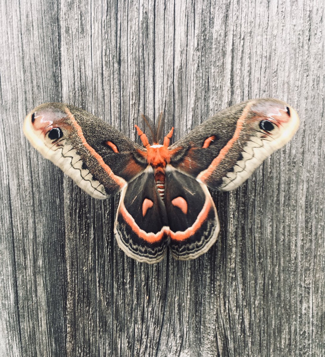 KellyRenner's tweet image. #insectweek #wibugs #kiddooutdoors