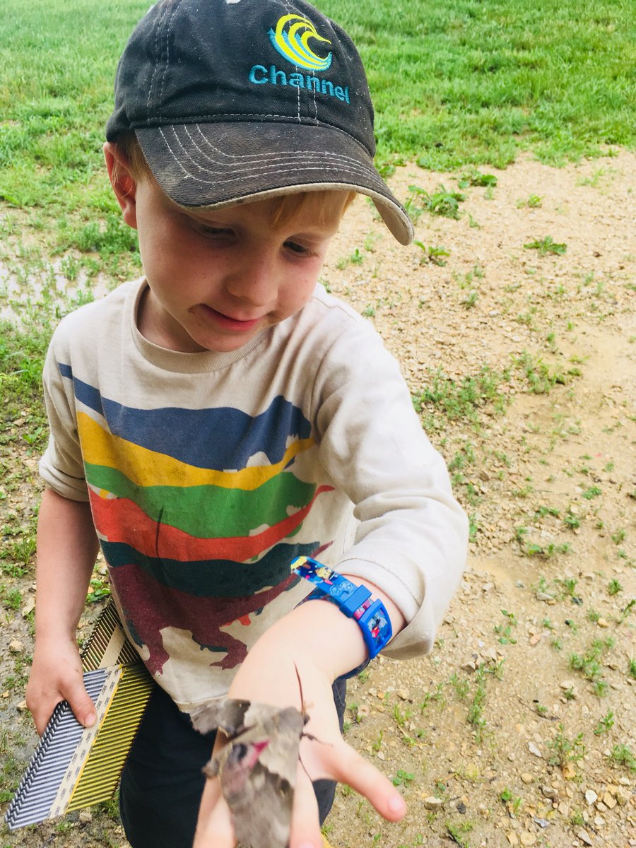 KellyRenner's tweet image. #insectweek #wibugs #kiddooutdoors