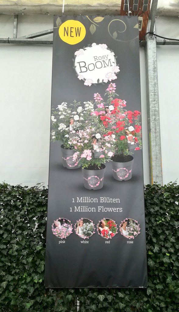 Veelbelovend deze nieuwe serie Rosa Rosy Boom : doorbloeiende &amp; geurende tuinrozen -  in Nederland gekweekt door o.a. <a href="/hansvandelaak/">Hans van de Laak</a> van Lakei Boomkwekerijen - verleden week gezien op de Garden Trials