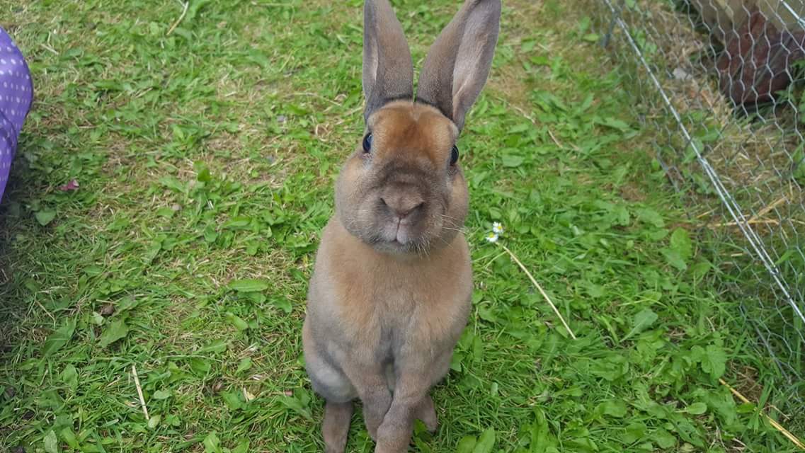 LittlestLives's tweet photo. Fudge... : What's that Humin?! I STILL have nobunny interested in me?! https://t.co/bYXLrnf0KK