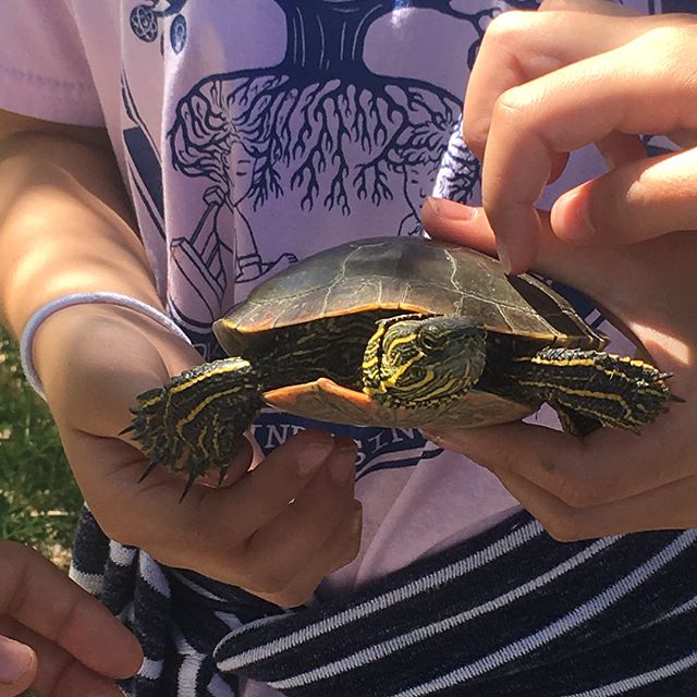 bempinitup's tweet photo. It has been a great Tuesday here at @bempinitup!
Monitoring our turtle population is one of our favorite things to do with @HorizonsABQ at @BosqueSchool. Our 6th graders caught and processed 3 painted turtles and one snapper!  #turtles #bempinitup #porcupine #horizonsabq https://t.co/8S0alkUFKP