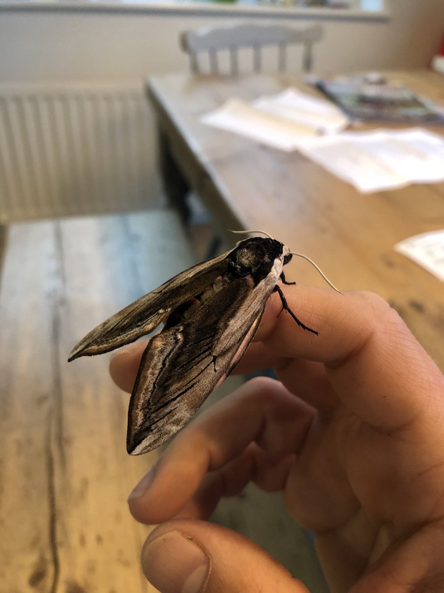 alexknight99's tweet photo. Turns out today was its day as it hatched into a beautiful Privet Hawk Moth this evening. Isn’t nature amazing? #moths #mothuk @MothIDUK https://t.co/dqzVC4oyzo