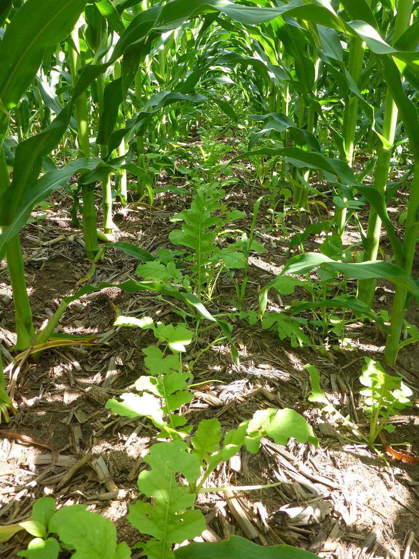 OnFarmNetworkIA's tweet photo. Cover crop planted 5/22 w/twin row seeder. Cover crop mix was cow pea, radish, clover, rye grass. Corn V5 at planting. Farmer interseeded 600 acres of sandy soils w/goal of reducing nitrogen leaching & building organic matter. #covercrops #research18 #grow18 https://t.co/KgPuiKlr1Y