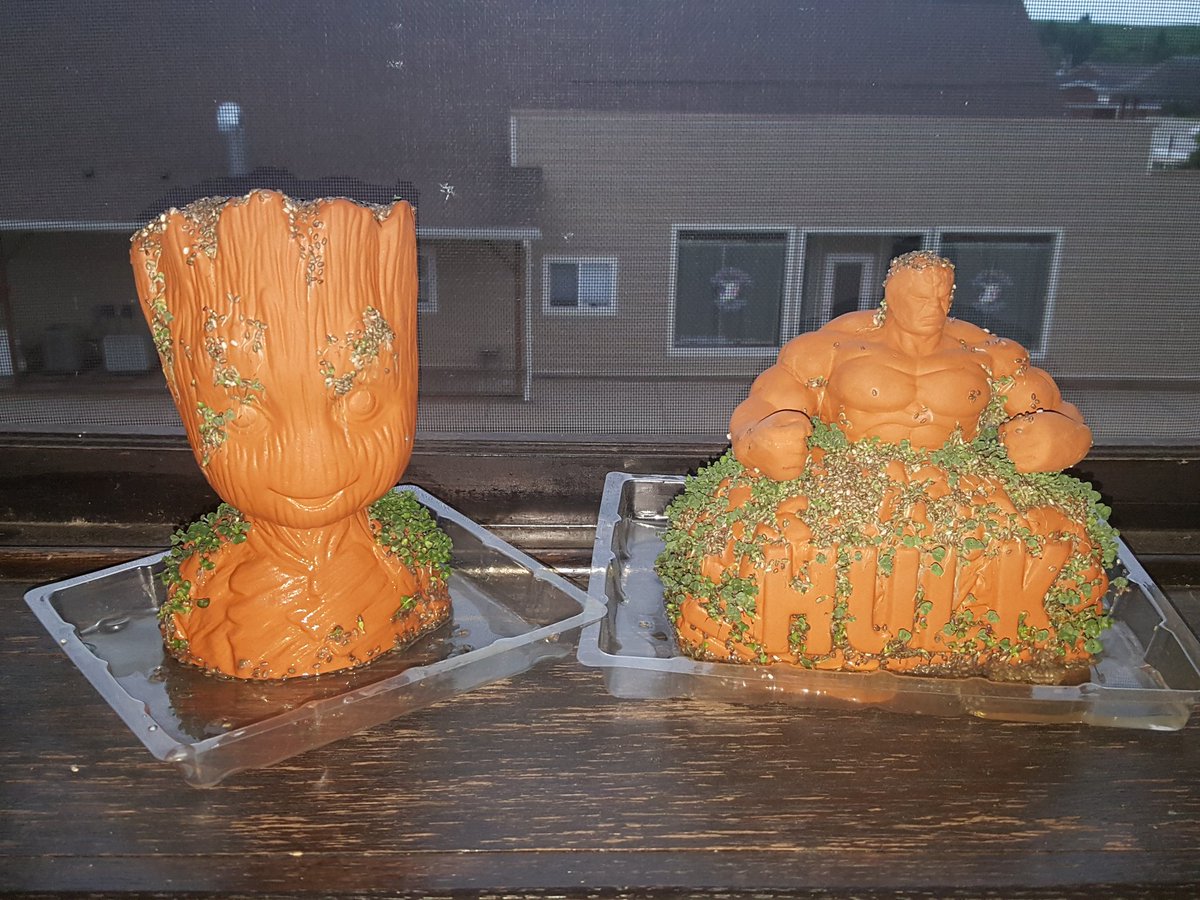 Hoffdog_whohaha's tweet photo. Groot and Hulk are starting to sprout! #chiapets #hulk #groot #sproutin https://t.co/Qlmb49C5Jy