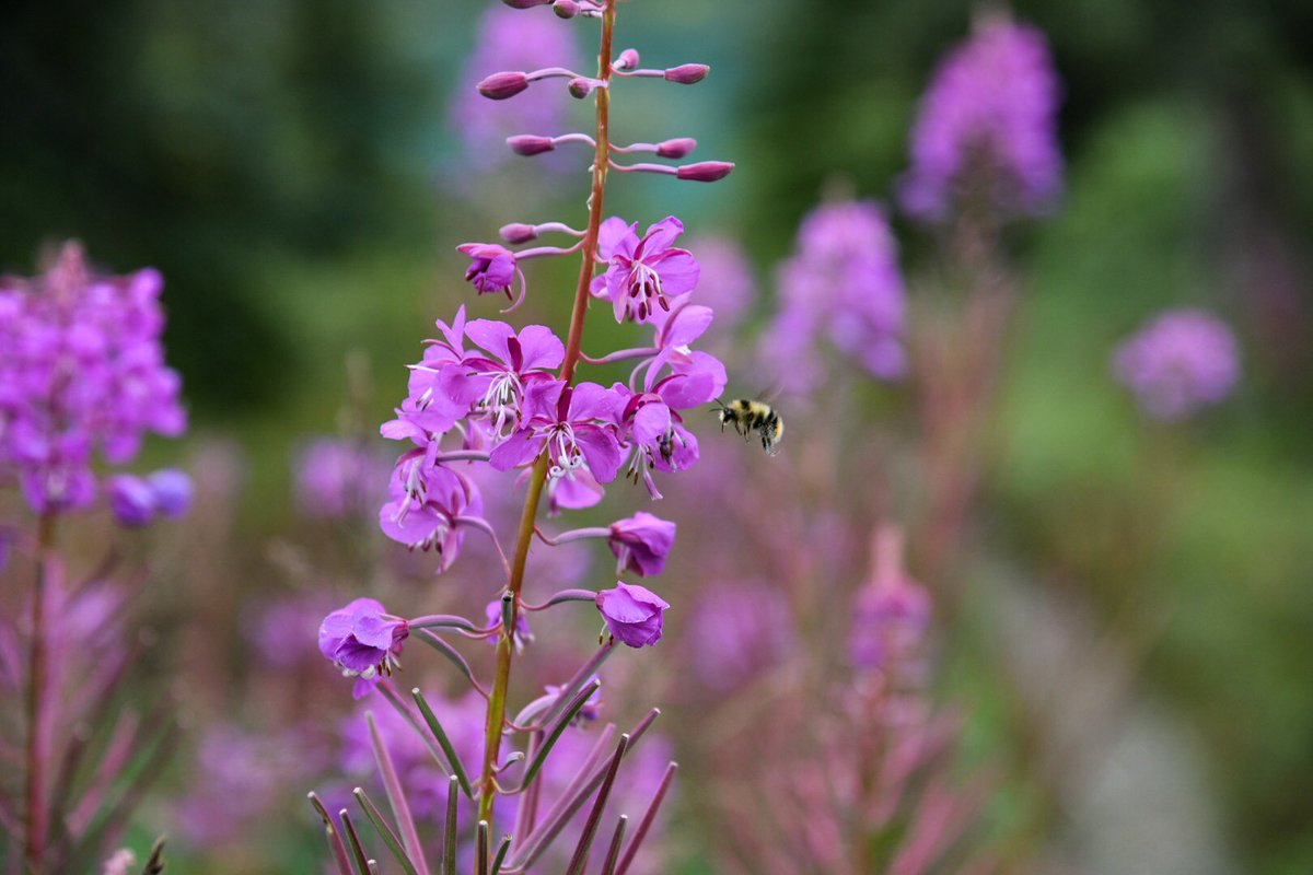 It's #PollinatorWeek! This week we give thanks to the busy bees, birds, butterflies, and organisms that transport pollen to Lake Clark's food, habitat, and plants that provide clean air. Learn how to protect pollinators in your own backyard: 
🌳🐦🌼🐝nps.gov/subjects/polli…