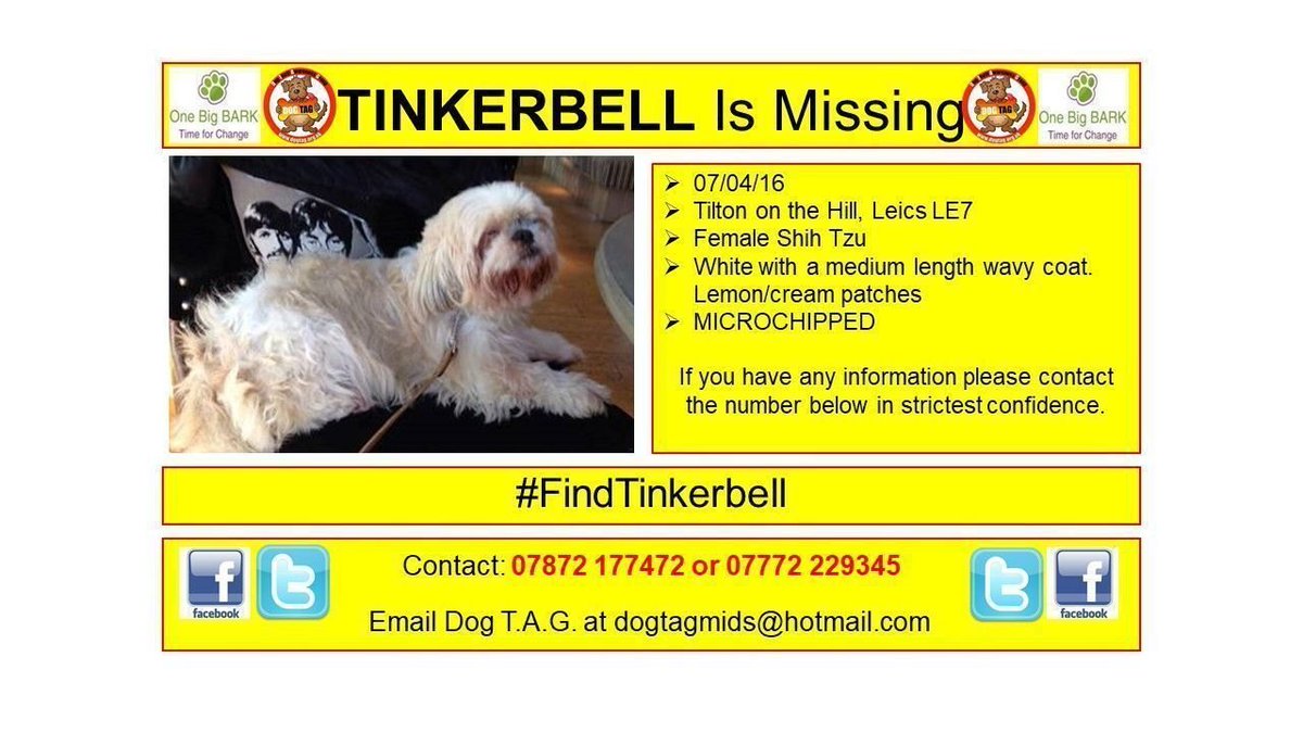 DogTAGMids's tweet photo. #FindTinkerbell missing since 2016 in Leics. ๐ Tinkerbell ๐๐ฉ is a MICROCHIPPED Shih Tzu. If you have any information please call โ๏ธ 07872 177472 or 07772 229345 TYVM https://t.co/CrWnrTqnEO https://t.co/29FjC46HrQ