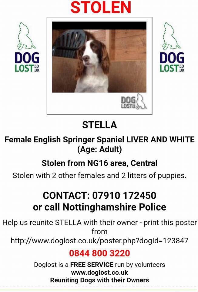 #stolen along with 2 other liver&white #springerspaniels 11/11/17 a cold day/evening someone broke into their kennels HOW DID THEY MANAGE TO GET THEM OUT they also took TWO LITTERS OF #puppies ONE WEEK OLD #Selston #Notts #NG16 m.facebook.com/groups/2497038…