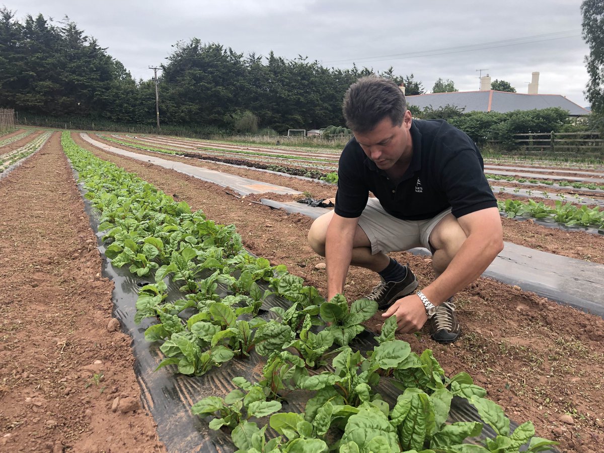 First of the season chard and spinach, so young. so fresh @DartsFarm #freshfromourfields