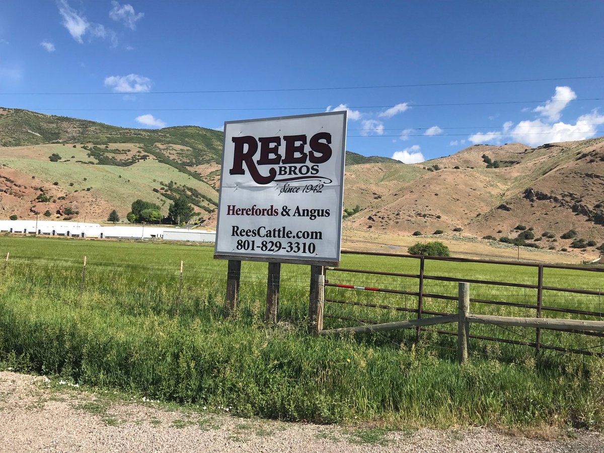 eric6356's tweet image. Visited Rees Bros. Herefords today.