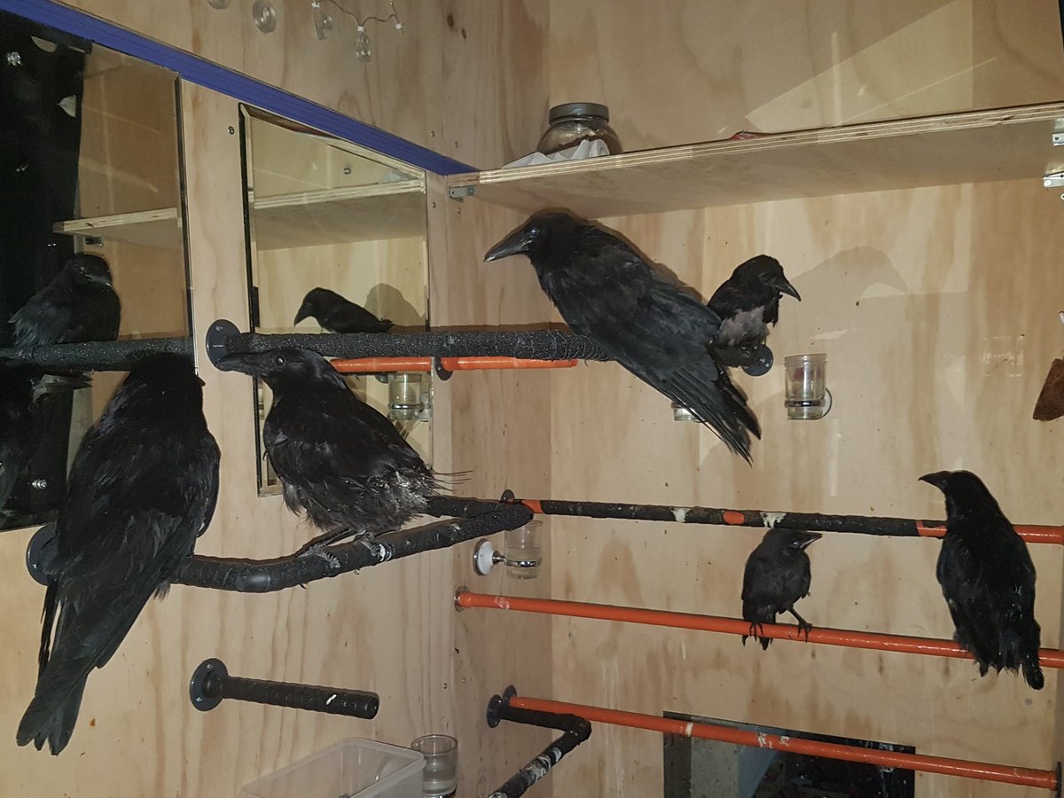 the crow 1 2 3 the crow 1 2 3