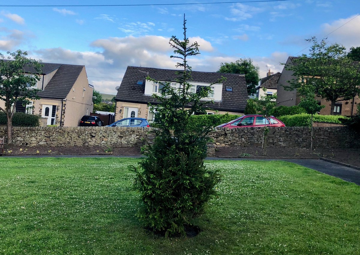 keneastwood's tweet photo. Planted the new Christmas Tree today in #Oxenhope Rose Garden. Grass and wild flower seeds are in the beds and awaiting rainfall! Community Asset Transfer from @bradfordmdc with legal for sign-off. All good. #SaveOurSpaces @localitynews https://t.co/ngSRmlLJaI