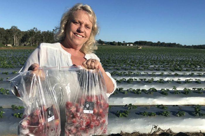 Kết quả hình ảnh cho War on waste: Strawberry waste solution saves fruit from being dumped