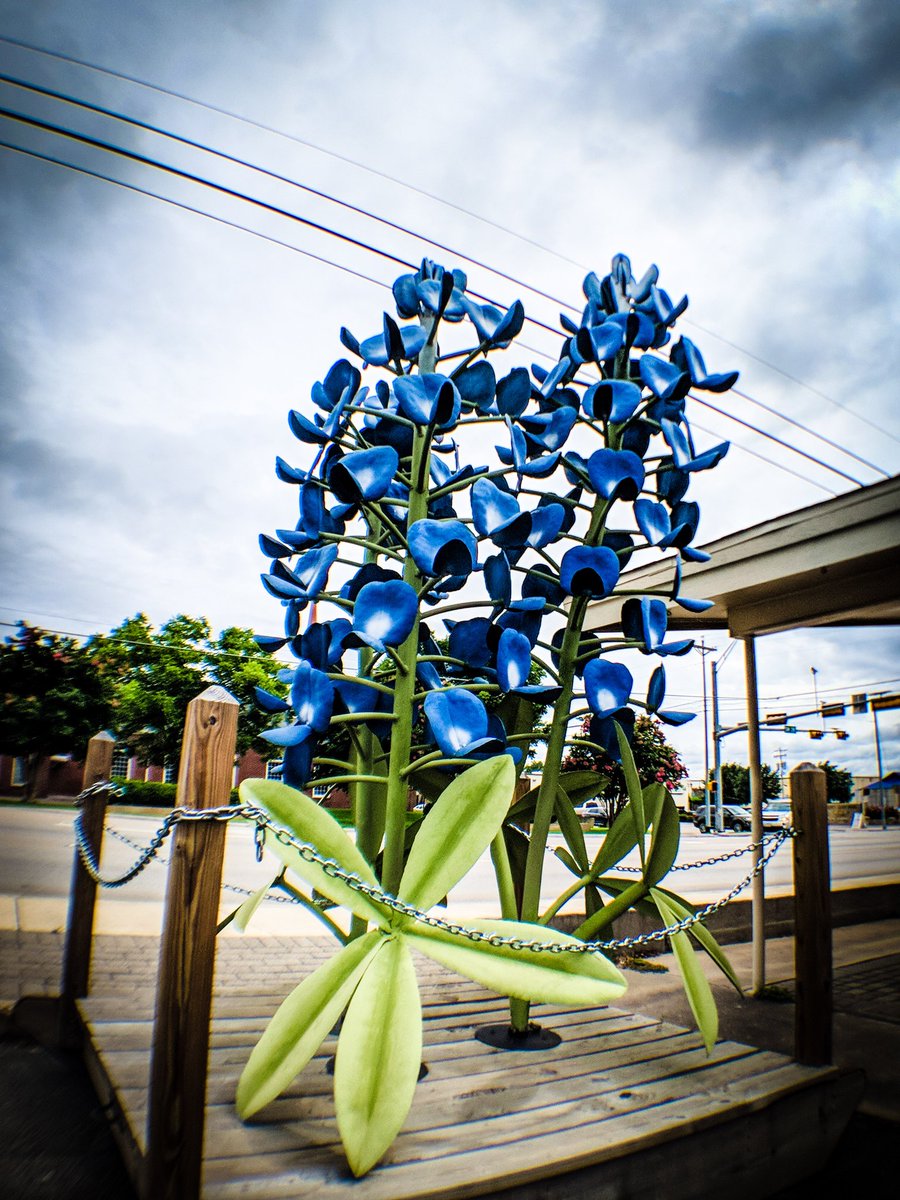 mightytinygiant's tweet photo. Have some Giant bluebonnets! (The state flower of Texas.) #FeelingTiny on a road trip through Burnet, Texas. Just passing through, y'all.
#SizeTwitter #SFW https://t.co/5QfJQoQkYT