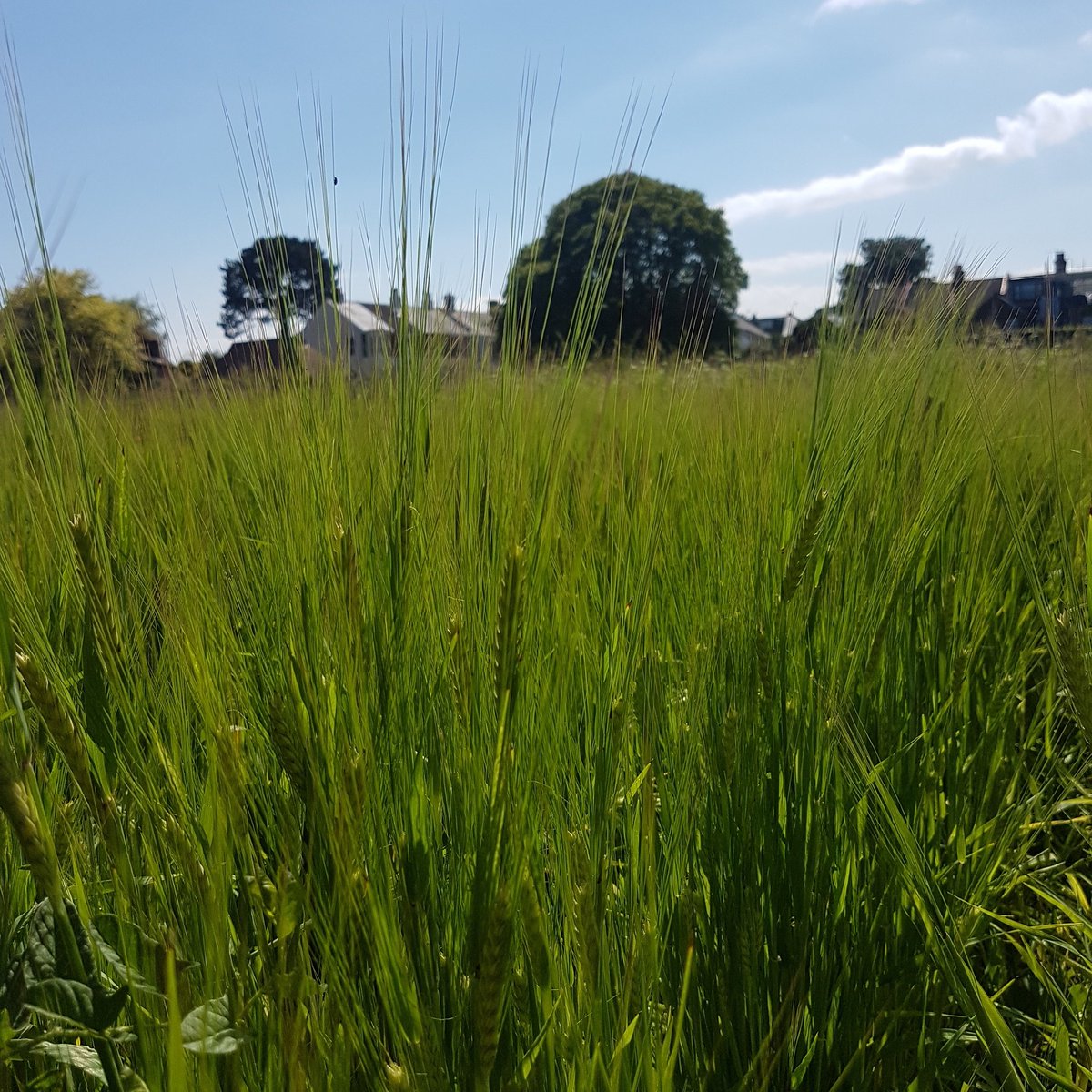 the wind that shakes the barley ... well our very small barley field next to our hops at the Captain's Garden at Deal Castle .... pop in on #nationalmeadowday 7th July