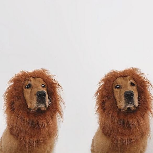 Photographic evidence of the most rare Golden Lions!  
#GoldenLions #WigHeads #LovetheMane #Goldenretrievers #DogCelebration