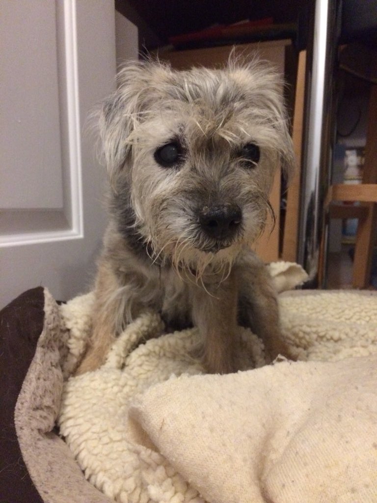 Hovis here - I is 17 and a half today! Worth celebrating when you reach my age! #BTPosse