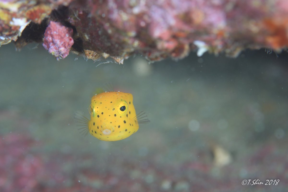 綺麗なハコフグ 幼魚 最高の花の画像