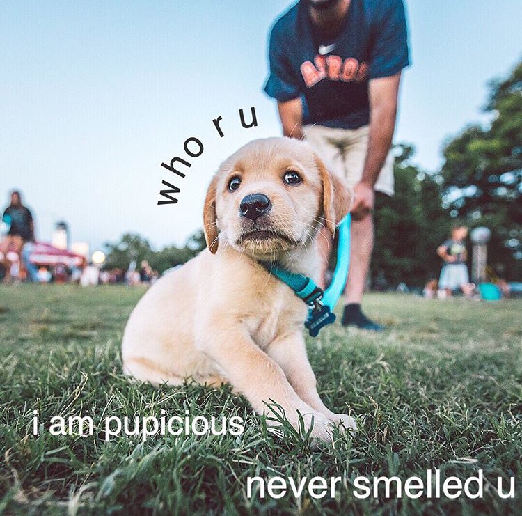 Here’s puppy Charlie, not handling the outside world well ☝️